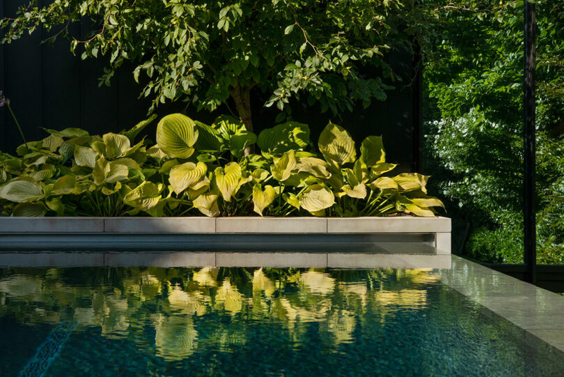 Exuberantes plantas verdes bordean una tranquila piscina con reflejos en el agua bajo la luz del sol.