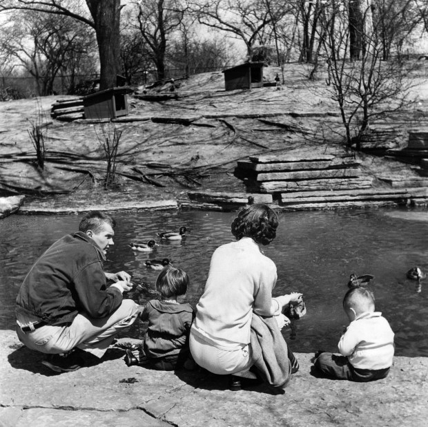 La temperatura es 70. Cuando el sol envía sus rayos suaves. Lincoln Park Zoo Rookery da un poco de aire fresco.