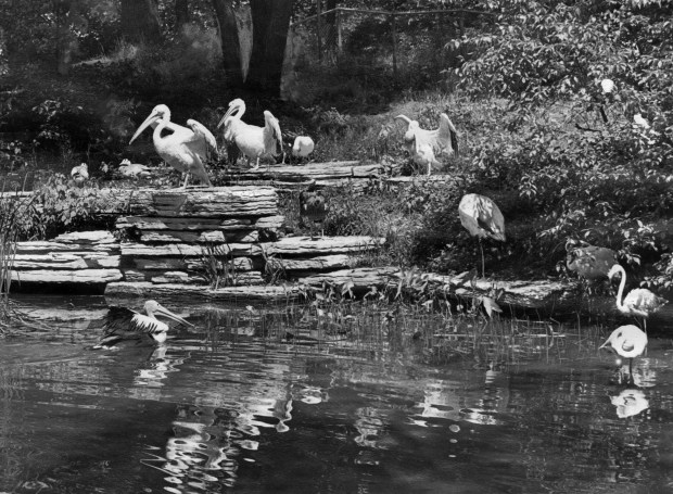 Pelican y otros pájaros acuáticos en Lincoln Park Zoo Rookery, un jardín que camina al lado de un estanque, junio de 1946. (Foto histórica de Chicago Tribune) 
