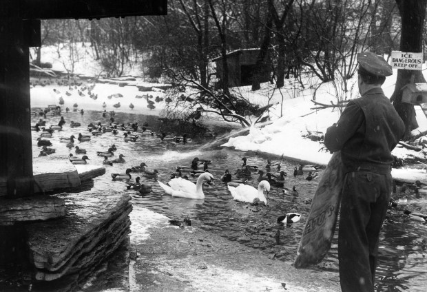 Nat Sharp Feeds Spineka en Lincoln Park Zoo Rookery el 9 de febrero de 1956. (Howard Borvig / Chicago American) 