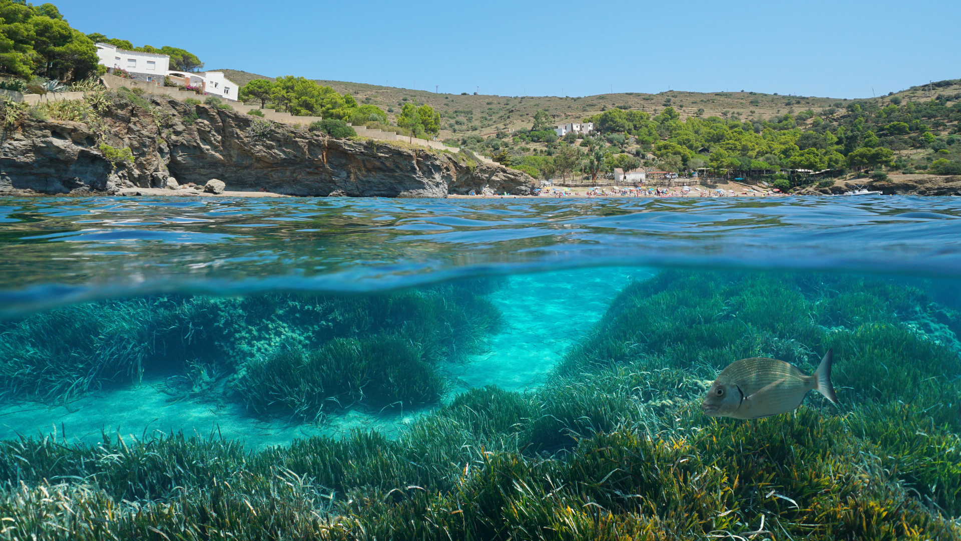 España costa mediterránea Posidonia bajo el agua, parte del punto de vista central y bajo el agua