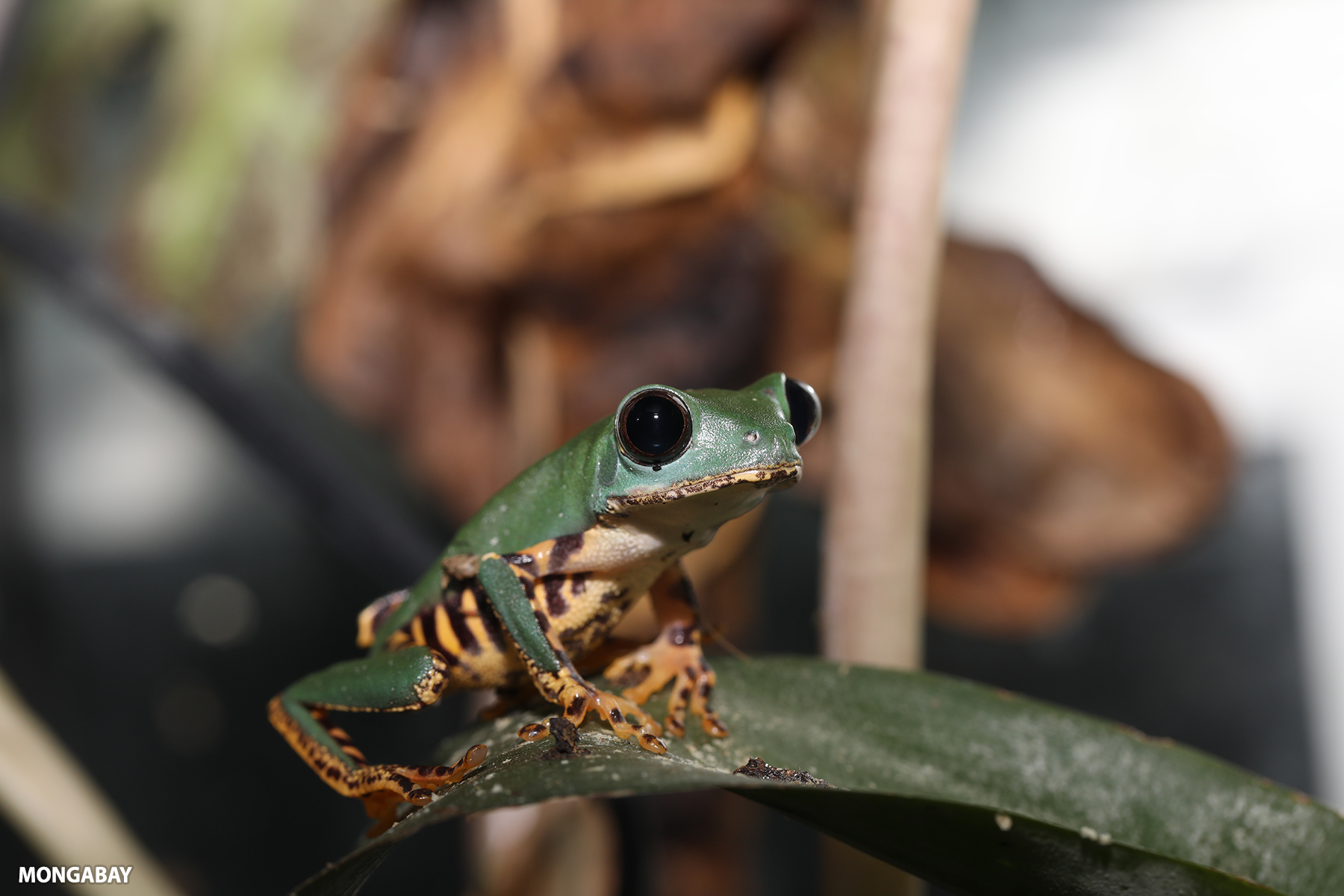 Tiger-Leg Monkey Tree Frog en la Amazonía peruana.