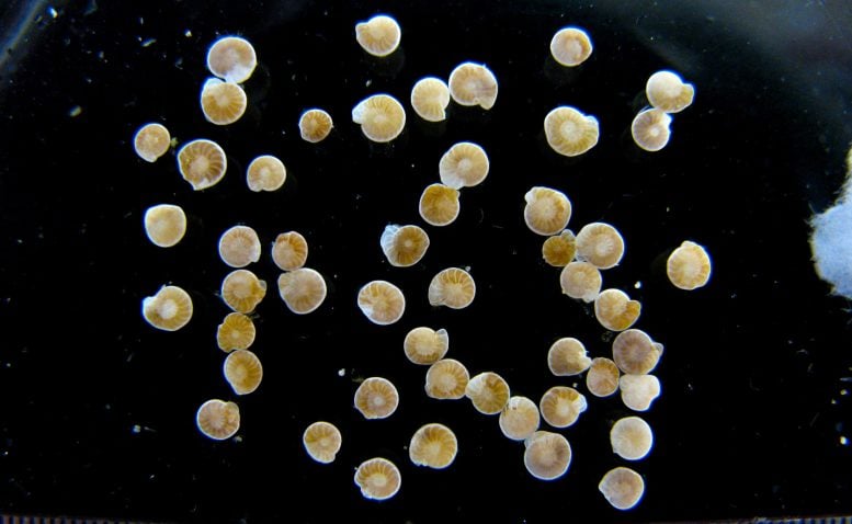 Pequeñas criaturas marinas fósiles