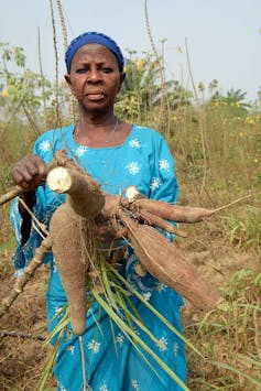 Una mujer de pie en un campo sosteniendo tubérculos de yuca