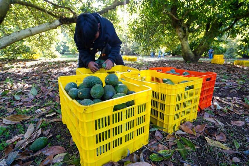 Un joven con una sudadera azul oscuro se arrodilla debajo de un árbol y carga aguacates caídos en cajas de comestibles de color rojo y amarillo brillante.