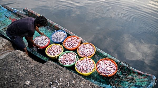 Un pescador descarga cestas de pescado para la venta.
