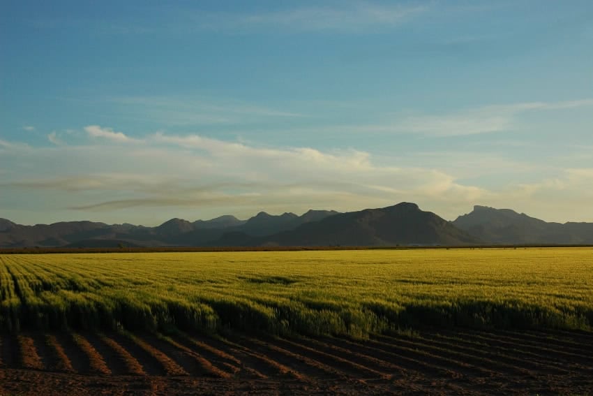 Campos de trigo en el Valle del Yaqui de Sonora, México.