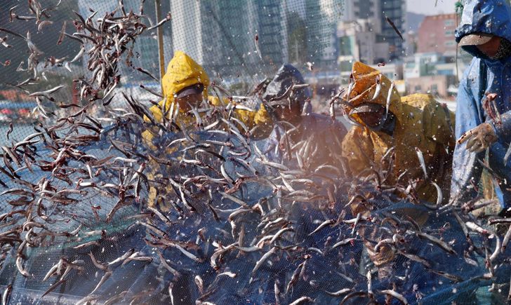 Pescadores extranjeros trabajan en el puerto de Daebyeon en Busan, el martes. la noticia